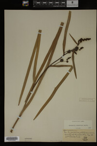 Sparganium eurycarpum image