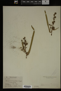 Sparganium eurycarpum image