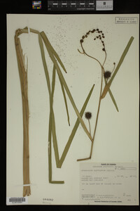 Sparganium eurycarpum image