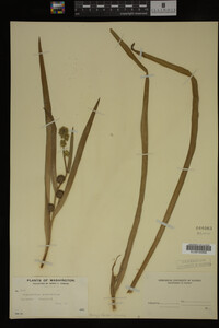 Sparganium eurycarpum image