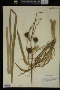 Sparganium eurycarpum image