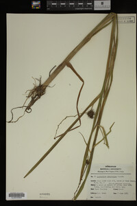 Sparganium eurycarpum image