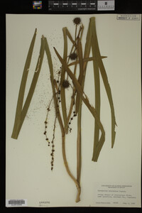 Sparganium eurycarpum image