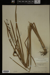 Sparganium eurycarpum image