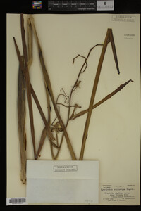 Sparganium eurycarpum image