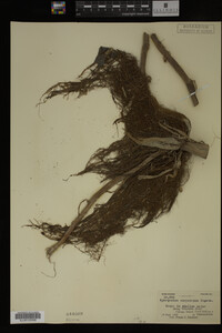 Sparganium eurycarpum image