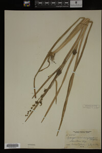 Sparganium eurycarpum image