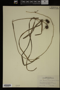 Media resource of Sparganium fluctuans