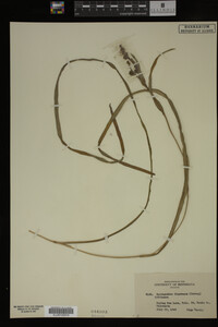 Sparganium fluctuans image