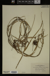 Sparganium fluctuans image