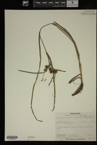 Sparganium fluctuans image