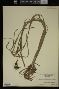 Sparganium fluctuans image