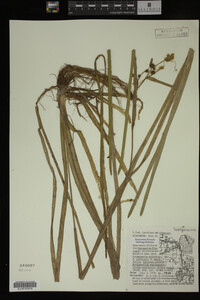 Sparganium fluctuans image