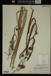 Sparganium multipedunculatum image