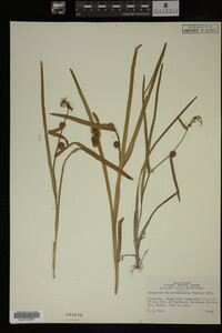 Sparganium multipedunculatum image