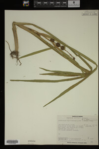 Sparganium multipedunculatum image