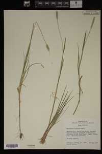 Alopecurus aequalis image