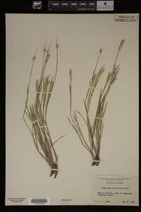 Alopecurus carolinianus image