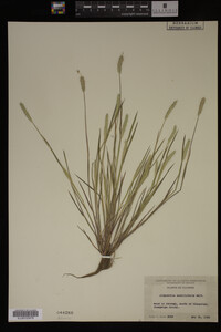 Alopecurus carolinianus image
