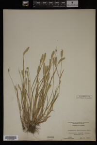 Alopecurus carolinianus image