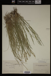 Alopecurus carolinianus image