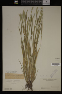 Alopecurus carolinianus image