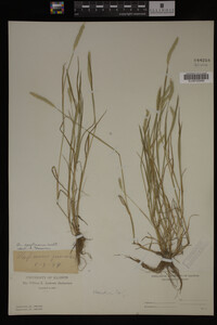 Alopecurus carolinianus image