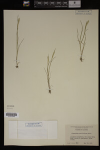 Alopecurus carolinianus image