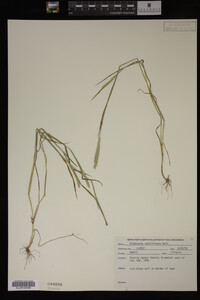 Alopecurus carolinianus image