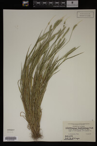 Alopecurus carolinianus image