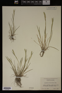Alopecurus carolinianus image