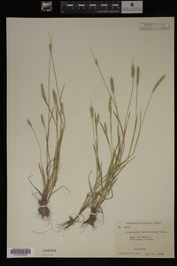 Alopecurus carolinianus image