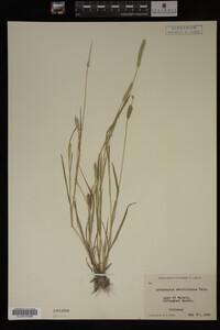 Alopecurus carolinianus image