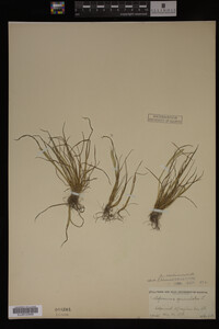 Alopecurus carolinianus image