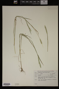 Alopecurus carolinianus image
