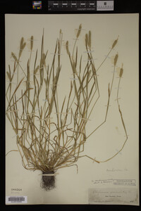 Alopecurus carolinianus image