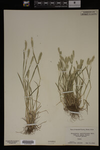 Alopecurus carolinianus image