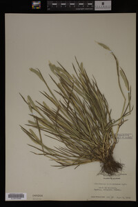Alopecurus carolinianus image