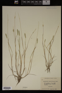 Alopecurus carolinianus image