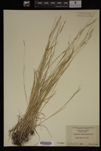 Alopecurus carolinianus image