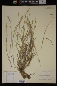 Alopecurus carolinianus image