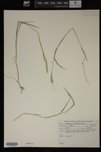 Alopecurus carolinianus image