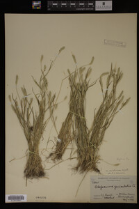 Alopecurus carolinianus image