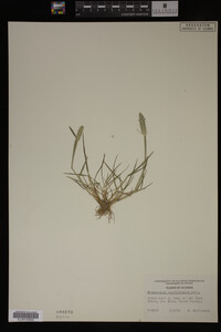 Alopecurus carolinianus image