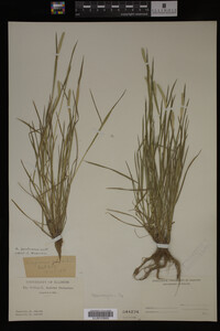 Alopecurus carolinianus image