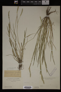 Alopecurus carolinianus image