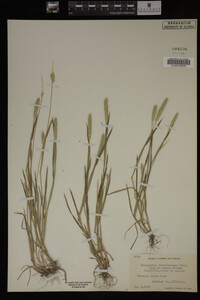 Alopecurus carolinianus image