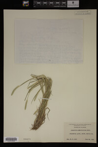 Alopecurus carolinianus image