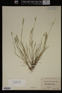 Alopecurus carolinianus image