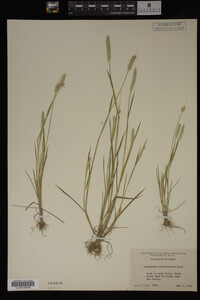 Alopecurus carolinianus image